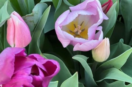 Cvjećari otkrivaju trik: Uradite ovo i tulipani će vam duže trajati