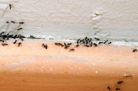 Ne možete se riješiti mrava u kući? U vodu za brisanje podova dodajte ovaj začin