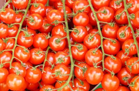 TAJNA BAŠTOVANA: Uz paradajz posadite 3 sadnice ove biljke i rađaće kao nikada prije