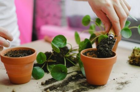 Stavite samo mrvicu ovoga na dno saksije i čudo će se desiti: Za dan-dva biljke će bujati kao lude