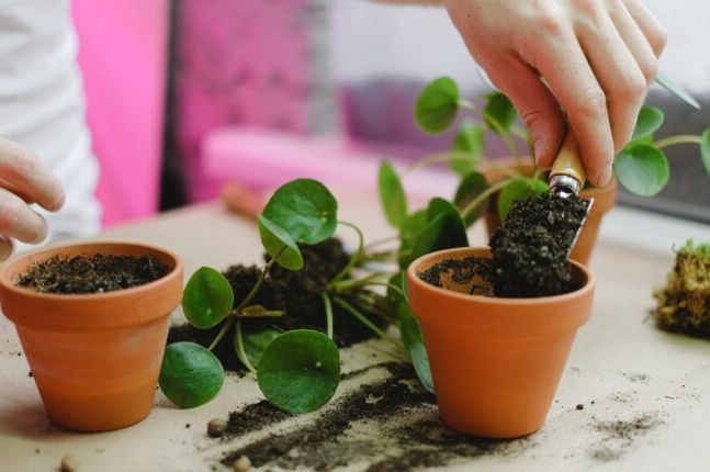Stavite samo mrvicu ovoga na dno saksije i čudo će se desiti: Za dan-dva biljke će bujati kao lude
