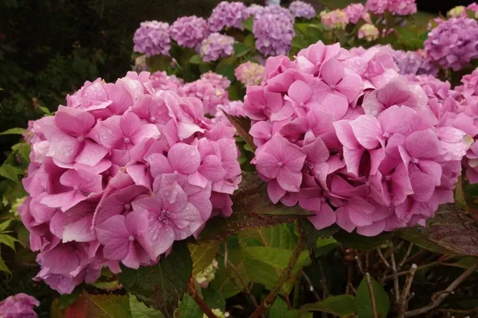 Kako pravilno orezati hortenzije: Najbolje u jesen, zahvaliće vam se u proljeće