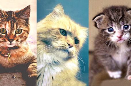 Izaberite najsimpatičniju macu na ovoj slici: Ona će razotkriti jedan važan dio vaše ličnosti