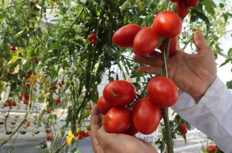 Donijeće mu bolest: 7 biljaka koje NIKAKO NE SMIJETE da sadite pored paradajza