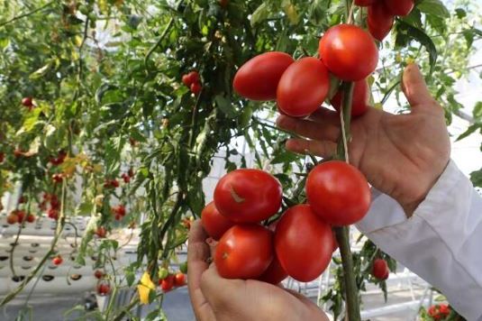 Donijeće mu bolest: 7 biljaka koje NIKAKO NE SMIJETE da sadite pored paradajza
