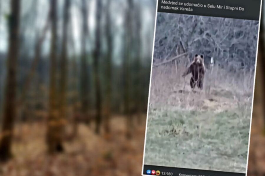 Čovjek iz sela u BiH sprijateljio se s medvjedom: POGLEDAJTE KAKO JE IZGLEDAO OVAJ SUSRET