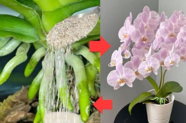 URADITE TO U APRILU: 1 supena kašika i procvjetaće i najslabija orhideja koja nikada nije cvjetala!