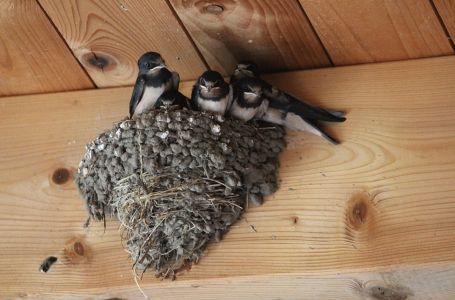 Zašto se gnijezdo lastavica NE DIRA:  3 su važna razloga!
