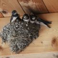 Zašto se gnijezdo lastavica NE DIRA:  3 su važna razloga!