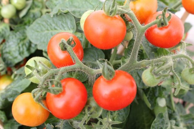 Trik baštovana za bolji prinos paradajza: Posadite ga ovako, rađaće duplo više bez bolesti