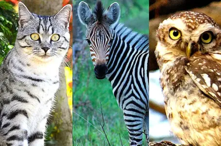 TEST: Oči jedne životinje zovu vašu dušu – Evo koju poruku imaju za vas!