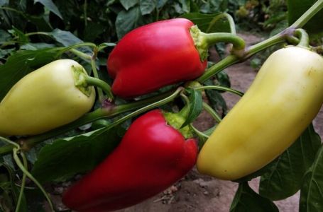 Uz papriku obavezno posadite ovu biljku: Imaćete nikada veći rod, a plodovi će biti mesnati i zdravi