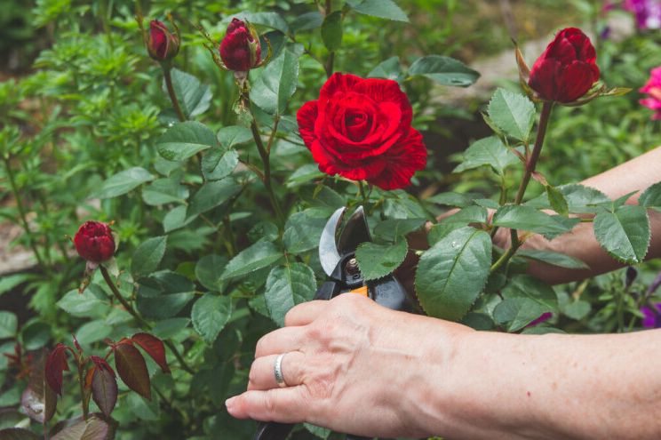 Kako izbjeći bolesti ruža? Poštujte ovih 5 pravila