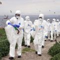 WHO upozorio zbog širenja ptičije gripe na ljude