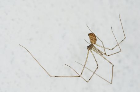 Pauci napadaju vaš dom? Nudimo nekoliko metoda kako ih se riješiti