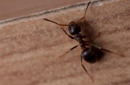 EVO KAKO DA SE EFIKASNO OTARASITE MRAVA U KUĆI na potpuno prirodan način