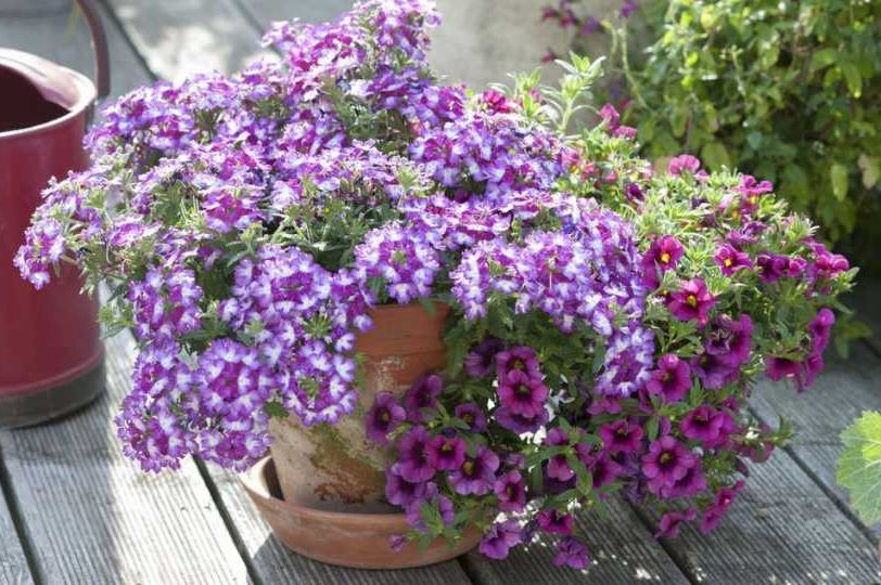 Jeftin trik koji će vam spasiti kućno cvijeće: Rješava jedan od najčešćih problema
