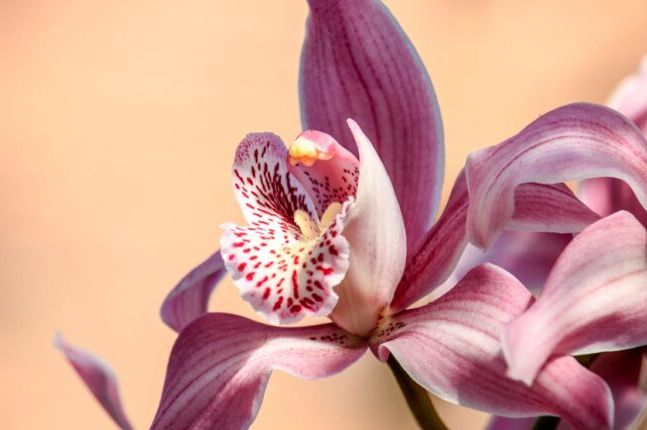 Ovaj ljekoviti rastvor orhideji prija više od vode: NATJERAĆE JE DA PONOVO PROCVJETA