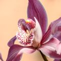 Ovaj ljekoviti rastvor orhideji prija više od vode: NATJERAĆE JE DA PONOVO PROCVJETA