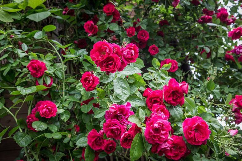 Ako želite baštu punu ruža, nabavite ovaj jeftini proizvod u apoteci