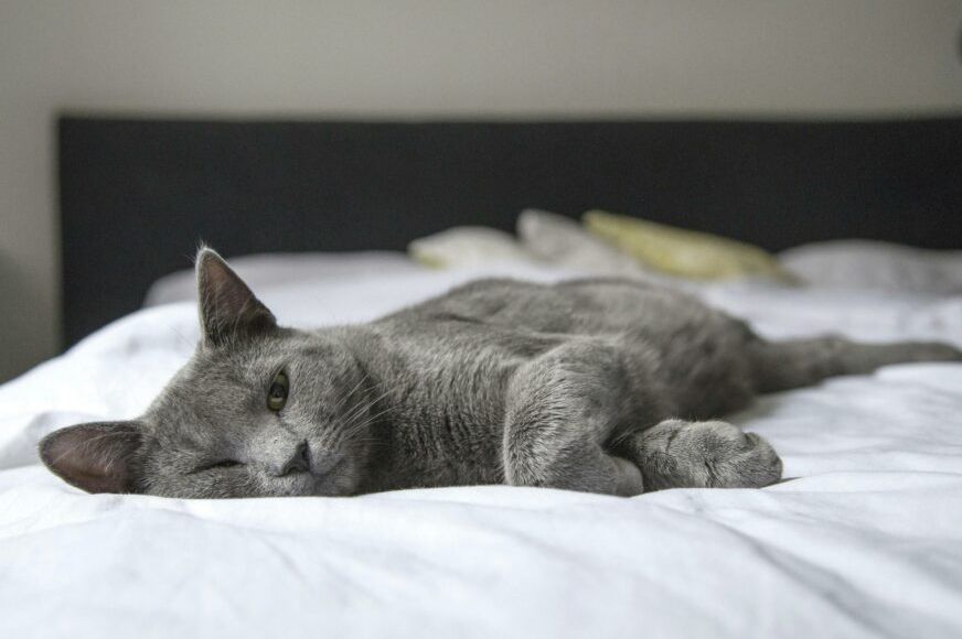 DOKAZANE PREDNOSTI: 4 razloga zašto je dobro da mačka spava sa vama u krevetu