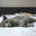 DOKAZANE PREDNOSTI: 4 razloga zašto je dobro da mačka spava sa vama u krevetu