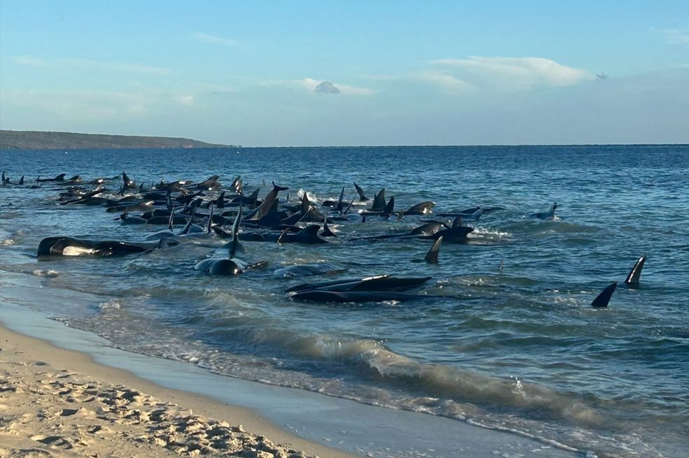 Australija: Više od 100 kitova nasukalo se na obali (VIDEO)