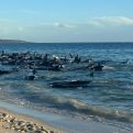 Australija: Više od 100 kitova nasukalo se na obali (VIDEO)
