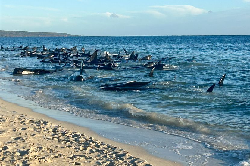 Tuga na obali Australije: Nasukalo se 140 kitova, pokušavaju da ih vrate u dubinu, za 26 uginulo