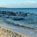 Tuga na obali Australije: Nasukalo se 140 kitova, pokušavaju da ih vrate u dubinu, za 26 uginulo