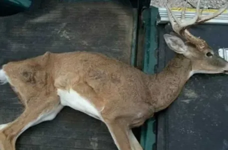 Naučnici istražuju dva smrtna slučaja: Pojavile se sumnje da je bolest zombi jelena prešla na ljude?