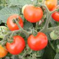 Najbolja prihrana za paradajz: Davaće duplo više plodova i biće otporan na bolesti