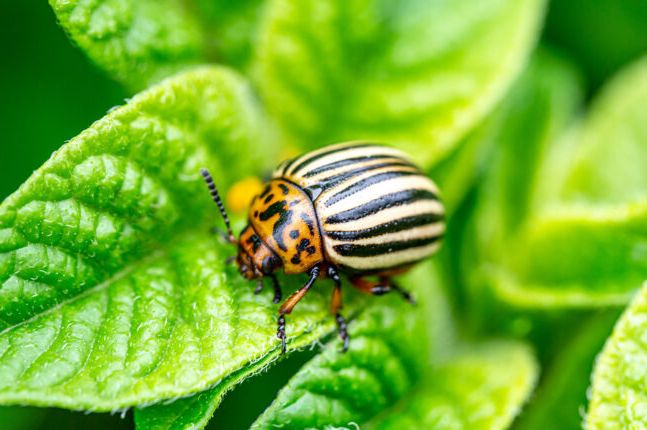 POSADITE OVO PORED KROMPIRA, NIKADA VIŠE NEĆETE VIDJETI ZLATICU:Ova biljka je  prirodni insekticid