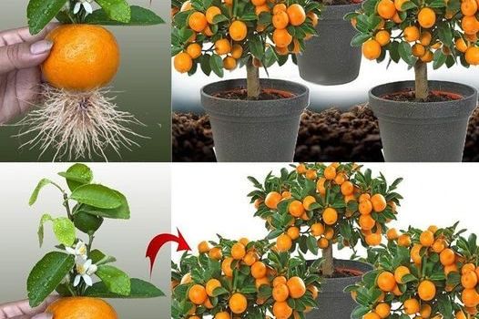 Nemojte više kupovati mandarine, naučite ih posaditi kod kuće: EVO KAKO