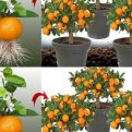 Nemojte više kupovati mandarine, naučite ih posaditi kod kuće: EVO KAKO