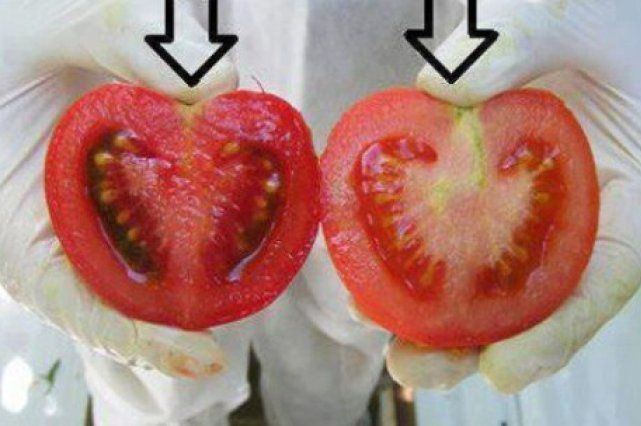 OBRATITE PAŽNJU: Evo kako da razlikujete ORGANSKI PARADAJZ OD GMO, jedan detalj JE KLJUČAN