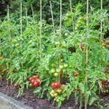 Profesionalni baštovani ovako sade paradajz: Trik da bude OTPORAN NA BOLESTI i dobro podnosi sušu