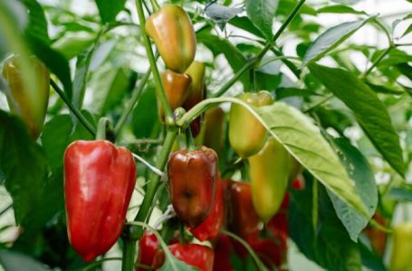 OSUŠIT ĆE SE PRIJE CVJETANJA: Paprika ne podnosi ove 4 biljke PORED SEBE