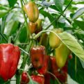 OSUŠIT ĆE SE PRIJE CVJETANJA: Paprika ne podnosi ove 4 biljke PORED SEBE