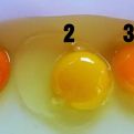 PO BOJI ŽUMANCETA: Da li znate koje je jaje sa slike najzdravije?