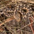 U Hrvatskoj se namnožile opasne zmije: "Baš su velike, svako malo ih vidim"