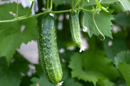 Sjajan trik za krastavce i jagode: Samo 1 kap ove tečnosti spasiće cijelu baštu od truljenja