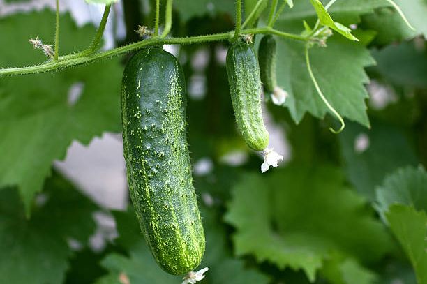 Sjajan trik za krastavce i jagode: Samo 1 kap ove tečnosti spasiće cijelu baštu od truljenja