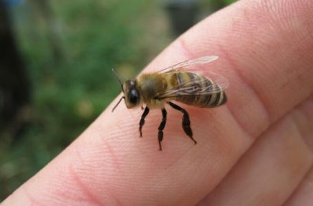 Šta da radite ako vas ujede osa, pčela ili stršljen: SUPER TRIK SPRIJEČIĆE BOL I OTOK
