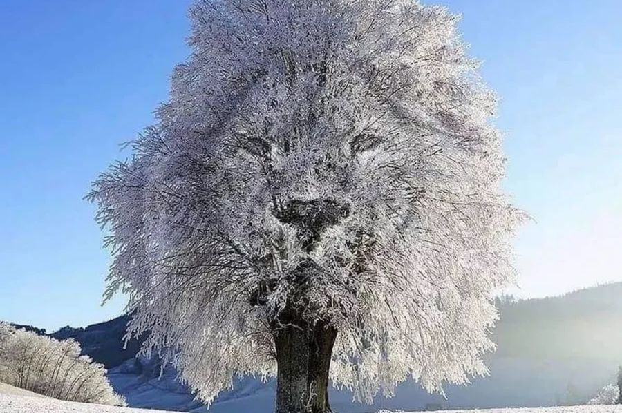 Optička iluzija koja otkriva nešto jako zanimljivo o vama: ŠTA STE PRVO VIDJELI?