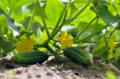VAŠA BAŠTA ĆE VAM DATI BOGAT UROD: Ako želite da vam krastavci ne budu gorki, ovako ih uzgajajte