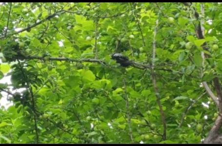 Zmija "visi" s drveta na poznatom šetalištu u BiH