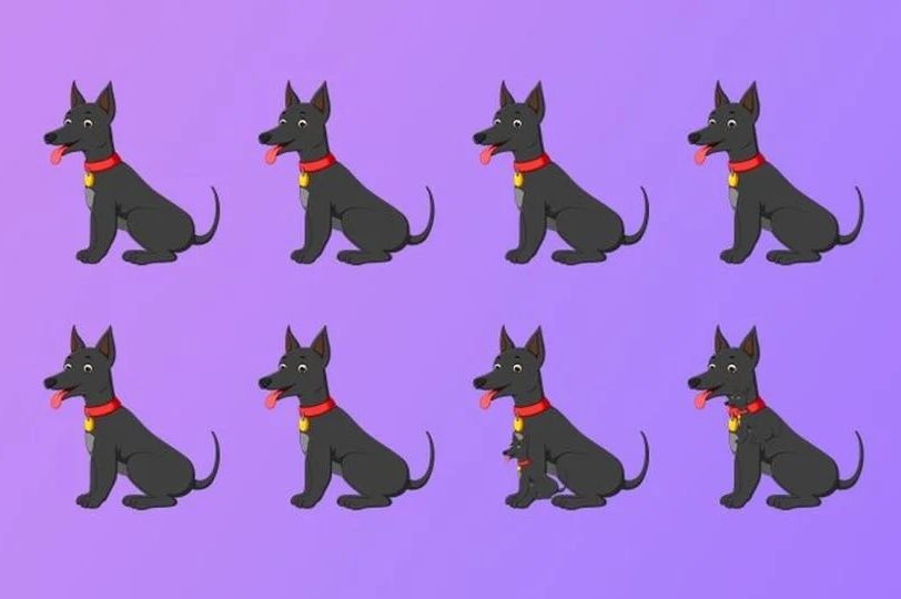 MOZGALICA KOJA JE ZBUNILA SVE: Koliko pasa ima na slici?