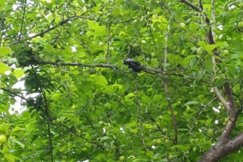 Zmija "visi" s drveta na poznatom šetalištu u BiH (FOTO)