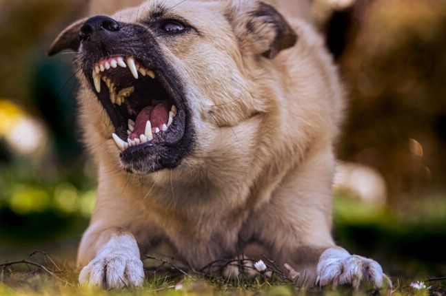 Evo kako da se zaštitite od napada agresivnog psa